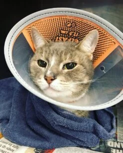 Genia Velfast Quick Velcro Collar -KONG Shop 106590679 699194574321209 1131347936909380076 n 1