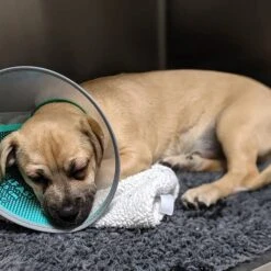 Genia Velfast Quick Velcro Collar -KONG Shop 169716283 1143772362760391 8612386891845005803 n