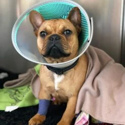 Genia Velfast Quick Velcro Collar -KONG Shop 241780801 1003701180414123 8003658695679857258 n