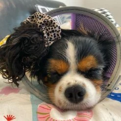 Genia Velfast Quick Velcro Collar -KONG Shop 245282282 410735960414880 372764676334929580 n