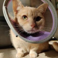 Genia Velfast Quick Velcro Collar -KONG Shop 286282283 4849808191798133 2035607136251627939 n