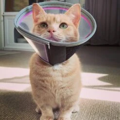 Genia Velfast Quick Velcro Collar -KONG Shop 286350139 393916209335723 8872479187413057645 n