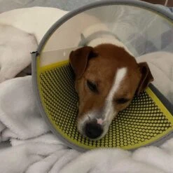 Genia Velfast Quick Velcro Collar -KONG Shop 316215454 1122286891928115 4231432355689998082 n