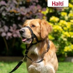 Halti Dog Head Collar Black -KONG Shop 5 HaltiHeadcollarBlackSize0Lifestyle