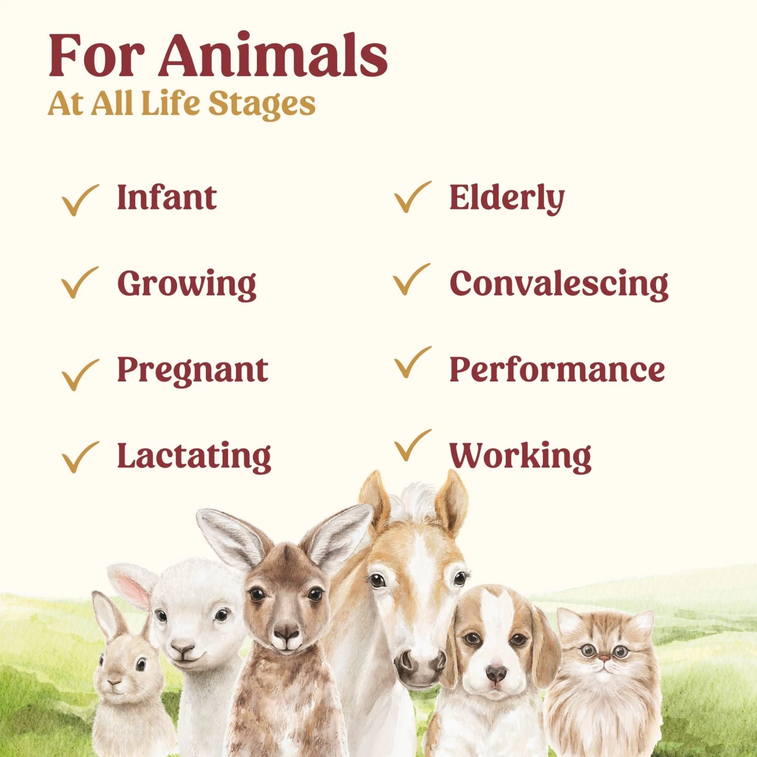 Di-Vetelact Powder 12 Di-Vetelact Powder - Image 10