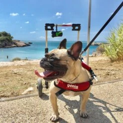 Genia Canis Mobile Handy Large With Harness -KONG Shop 65819841 1629599220507462 6516665217544617984 n 1 5350ba5b 8e59 4a6a a068 03ffac2227ba