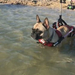 Genia Canis Mobile Handy Medium With Harness -KONG Shop 66810194 2537892042928493 1923678527877177727 n