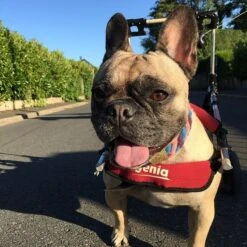 Genia Canis Mobile Handy Medium With Harness -KONG Shop 67739858 151368979395119 8298019922394102747 n