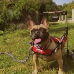 Genia Canis Mobile Handy Medium With Harness -KONG Shop 68925776 1170156226516111 101798948317129104 n