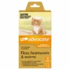 Advocate Orange For Small Cats And Kittens -KONG Shop Advocate Orange for Small Cats and Kittens ADVO 00 1 Primary