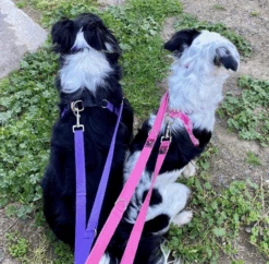 Black Dog Wear Double Ended Lead Strong 2.2m - Regular -KONG Shop BDWDL4 ce8994e8 39a9 4347 81d8 69fbb1d139fa