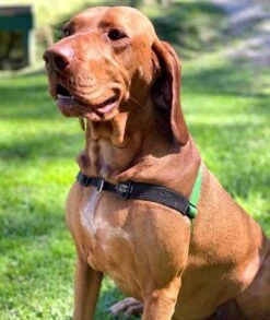 Black Dog Wear Balance Harness - Small -KONG Shop BH1 2a60331f 1df6 4b8f a8f7 db368a9e4d31