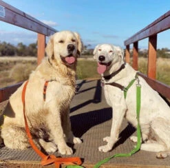 Black Dog Wear Balance Harness - Small -KONG Shop BH3 e87e7db9 8158 462d b92e b07cc8cfab5c