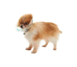 Kruuse Buster Design Collar Bones -KONG Shop BUSTER Design Collar 03