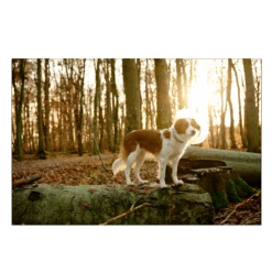 Kruuse Buster Elizabethan Clic Collar -KONG Shop BUSTERClicCollar2