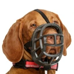 Baskerville Ultra Muzzle For Dogs -KONG Shop BaskervilleUltraMuzzleOnDogSize4WhiteBackground1000x1000px