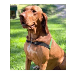 Black Dog Wear Balance Harness - Medium -KONG Shop BlackDogWearBalanceHarnessdogpic