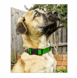 Black Wear Dog Standard Collar - Large -KONG Shop BlackWearDogStandardCollar1