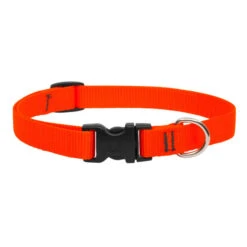 LupinePet Blaze Orange Basic Solids Dog Collar