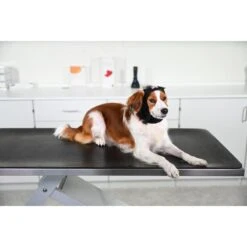 Buster Ear Cover -KONG Shop Buster ear cover4