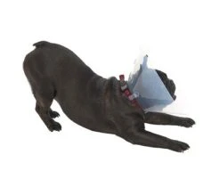 Kruuse Buster E-Collar For Brachycephalic Dogs -KONG Shop COLLSN03 6844