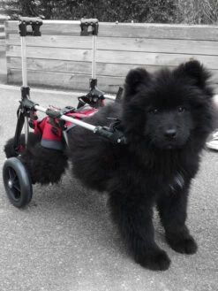 Genia Canis Mobile Handy Medium With Harness -KONG Shop Canis mobile eurasier