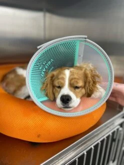 Genia Velfast Quick Velcro Collar -KONG Shop CanningValeVetVefast Cosypop