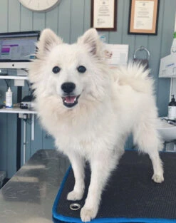 Cosypad Recovery Mat -KONG Shop Cosypad3 PNG