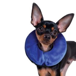 KONG E-Collar Cloud For Dogs And Cats -KONG Shop EL3 LIFE 1 1