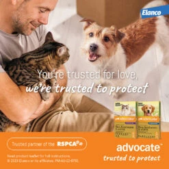 Advocate Green For Puppies & Small Dogs -KONG Shop ELAN 9310160821843 ELAN 9310160821843 3779535854709856150