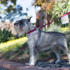 LupinePet Lilac Eco Recycled Dog Leash -KONG Shop EcoRecycledDogLeash1 39480989 bfb7 417b a192 a2a33d7ee8c2