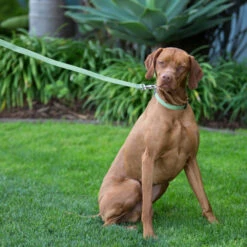 LupinePet Lilac Eco Recycled Dog Leash -KONG Shop EcoRecycledDogLeash2 0ca86aea 8a55 4d69 9e2a a60a606b9dd7