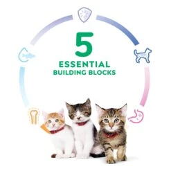 Hill's Science Diet Healthy Development Kitten Dry Food -KONG Shop HILL 052742004990 11