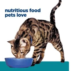 Hill's Prescription Diet Feline T/d Dental Care Cat Dry Food -KONG Shop HILL 52742005768NEW 15