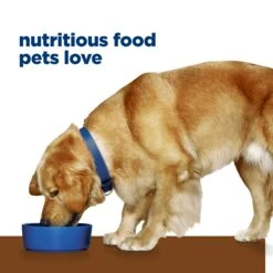 Hill's Prescription Diet J/d Mobility Care Adult Dog Dry Food -KONG Shop HILL 52742862002NEW 17