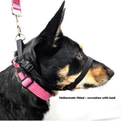 Black Dog Wear Haltermate Head Halter Range - Black -KONG Shop HM1