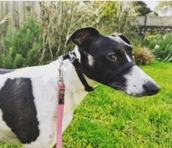 Black Dog Wear Haltermate Head Halter Range - Black -KONG Shop HM4