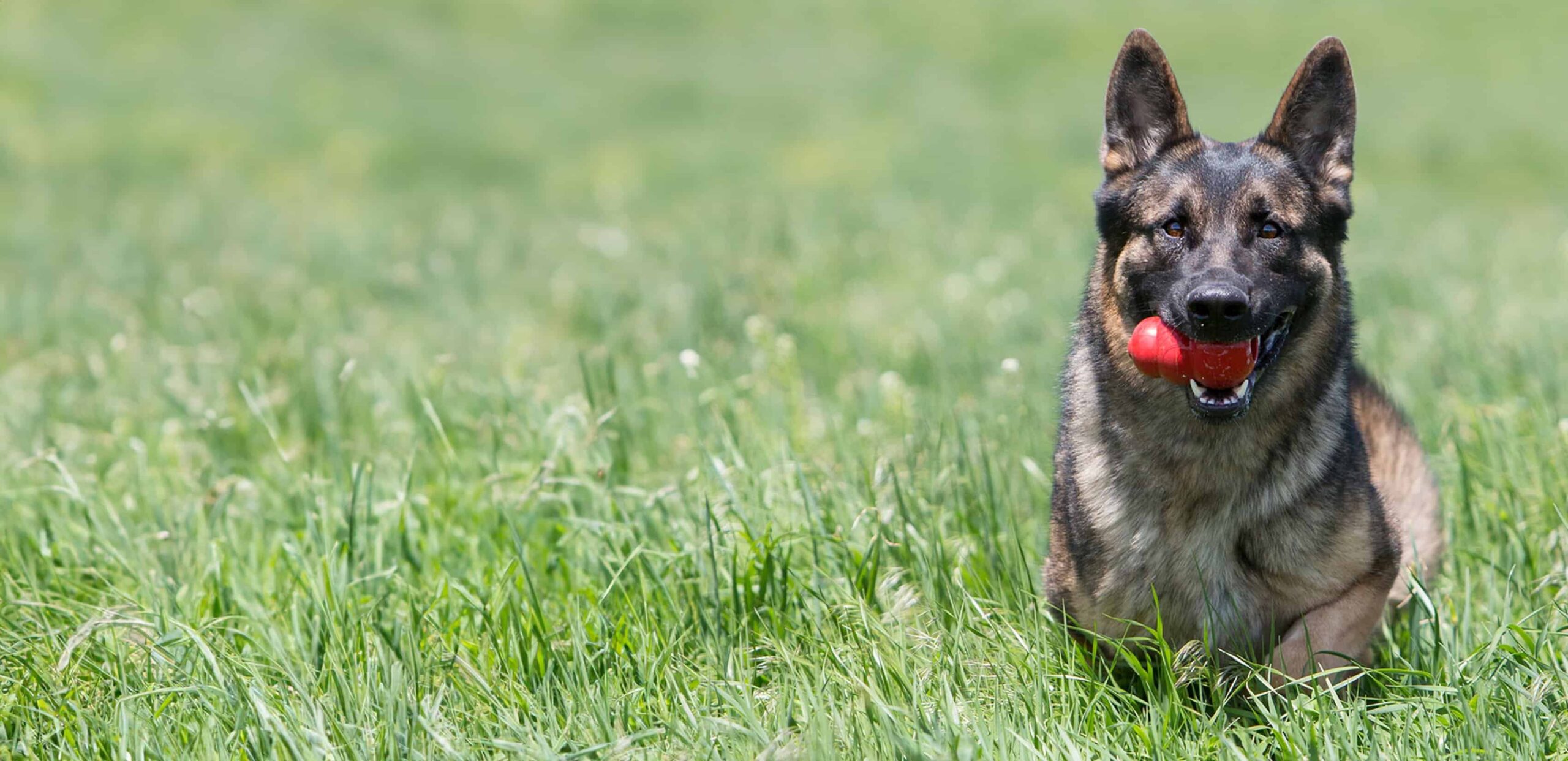 KONG Shop -KONG Shop KONG Website Hero 19 scaled