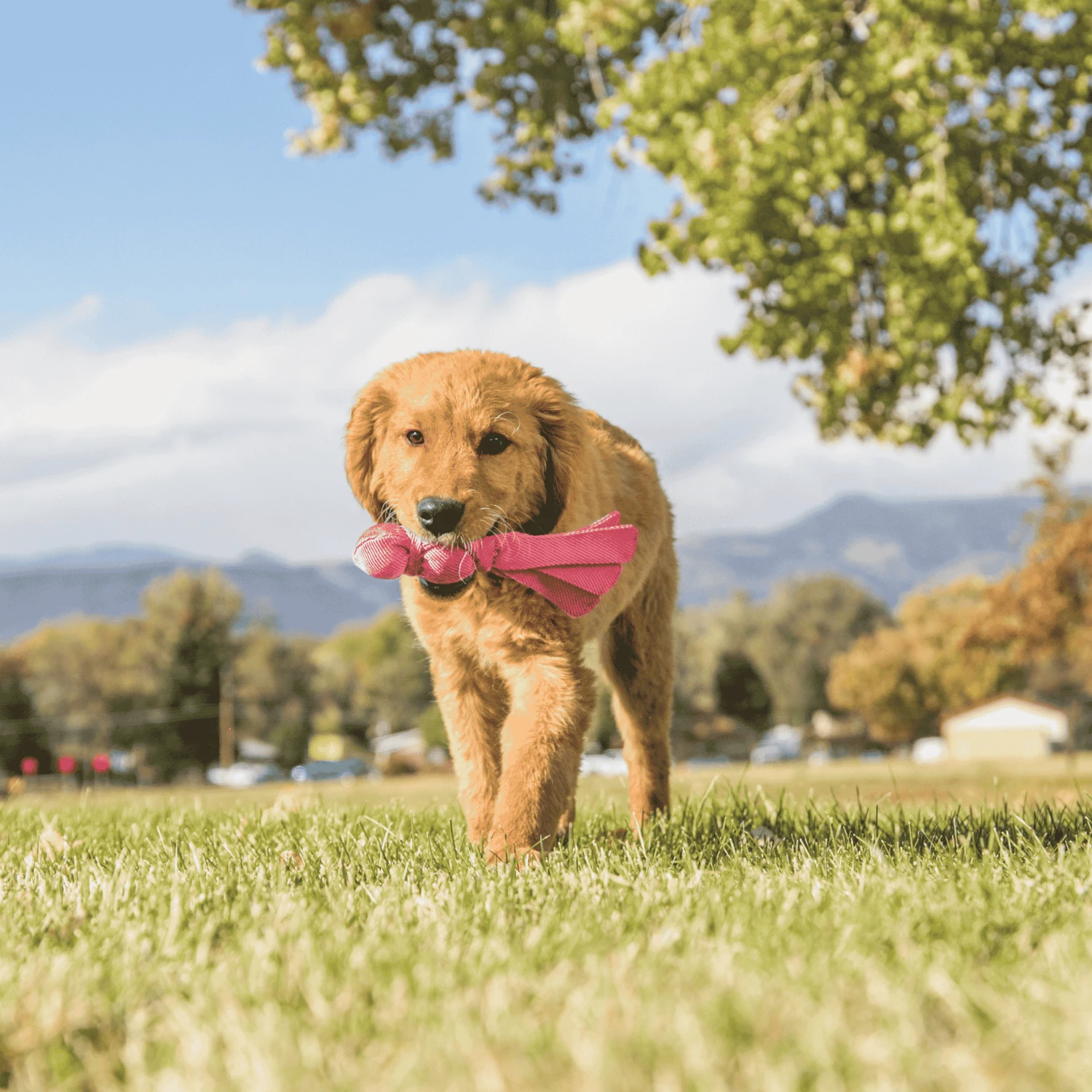 KONG Wubba Puppy Toy 4 KONG Wubba Puppy Toy - Image 2