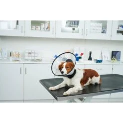 Kruuse Buster Complete Elizabethan Collar -KONG Shop KruuseBusterCompleteElizabethanCollar2