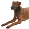 Kruuse Extreme Dog Muzzle -KONG Shop KruuseExtremeDogMuzzle MUZZK1 Primary