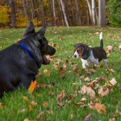 LupinePet Basic Solids Blue Adjustable Dog Collar -KONG Shop Lupineblue2