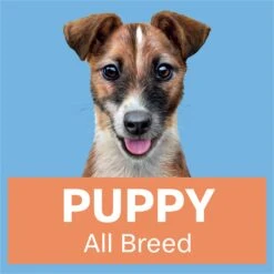 Advance Lamb With Rice All Breed Puppy Wet Food 100g Trays -KONG Shop MARS 9334214061627 16