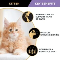 Purina Pro Plan Kitten Chicken Formula Dry Cat Food -KONG Shop NEST 9300605132955 9