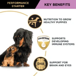 Purina Pro Plan Performance Starter Mother & Puppy Chicken Dry Dog Food 32 Purina Pro Plan Performance Starter Mother & Puppy Chicken Dry Dog Food -KONG Shop NEST 9300605149359 14