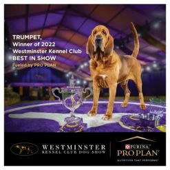 Purina Pro Plan Puppy Large Breed Chicken Dry Dog Food -KONG Shop NEST 9300605149694 19