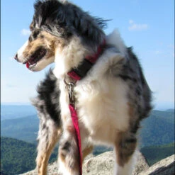 LupinePet Flower Power Original Designs -KONG Shop OriginalDesignsDogLeash1 d09fc1ba 10ee 477e 92cb 81bfa52802ca