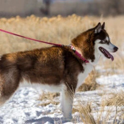 LupinePet Alpen Glow Original Designs Dog Leash 16 LupinePet Alpen Glow Original Designs Dog Leash -KONG Shop OriginalDesignsDogLeash2 498f2422 e10f 428e b8aa 776b90a3700f