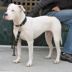 LupinePet Puppy Love Original Designs Dog Leash -KONG Shop OriginalDesignsDogLeash4 432bfca4 e874 49b5 97cf 774effaed632