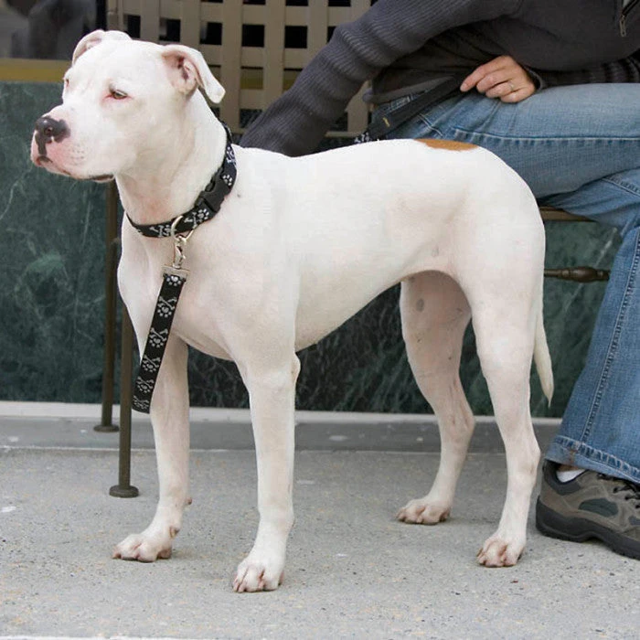 LupinePet Lollipop Original Designs 1.3cm Dog Leash 7 LupinePet Lollipop Original Designs 1.3cm Dog Leash - Image 5